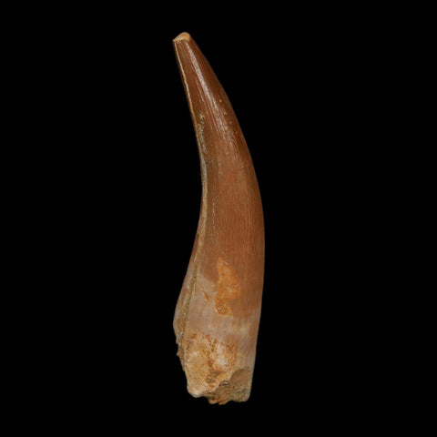 XL 2.1" Plesiosaur Zarafasaura Tooth Fossil Cretaceous Dinosaur Era COA, Stand - Fossil Age Minerals