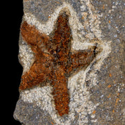 29MM Brittlestar Petraster Starfish Fossil Ordovician Age Blekus Morocco COA