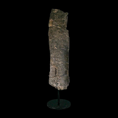 10.8" Camarasaurus Dinosaur Fossil Limb Bone Morrison FM CO Jurassic Age COA Stand