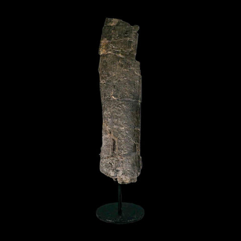 10.8" Camarasaurus Dinosaur Fossil Limb Bone Morrison FM CO Jurassic Age COA Stand - Fossil Age Minerals