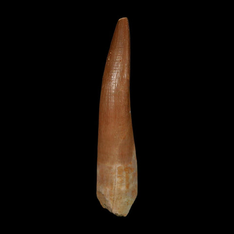 XL 2.1" Plesiosaur Zarafasaura Tooth Fossil Cretaceous Dinosaur Era COA, Stand - Fossil Age Minerals