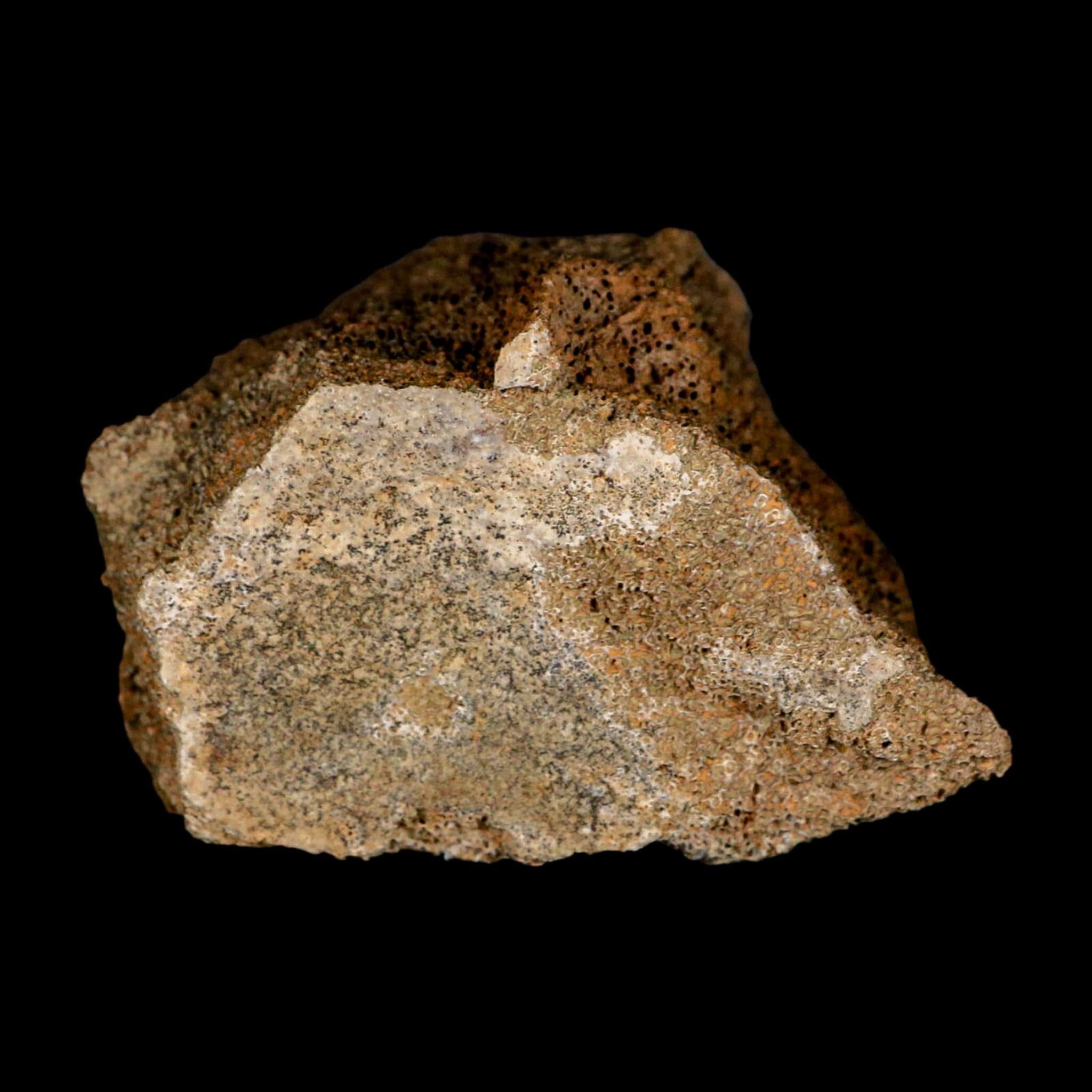 2.3" Torosaurus Bone Marrow Fossil Lance Creek FM Cretaceous WY Dinosaur COA - Fossil Age Minerals