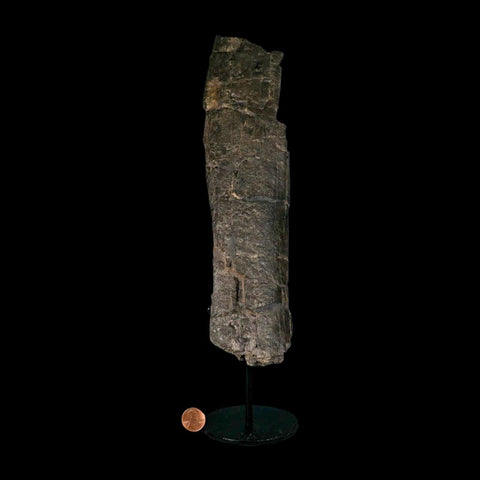 10.8" Camarasaurus Dinosaur Fossil Limb Bone Morrison FM CO Jurassic Age COA Stand - Fossil Age Minerals