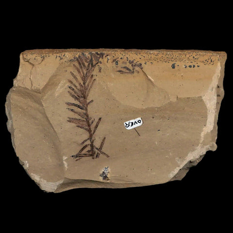 1.9" Detailed Fossil Plant Leafs Metasequoia Dawn Redwood Oligocene Age MT COA - Fossil Age Minerals