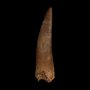 XL 2.4