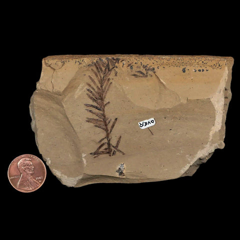 1.9" Detailed Fossil Plant Leafs Metasequoia Dawn Redwood Oligocene Age MT COA - Fossil Age Minerals