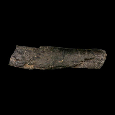 10.8" Camarasaurus Dinosaur Fossil Limb Bone Morrison FM CO Jurassic Age COA Stand