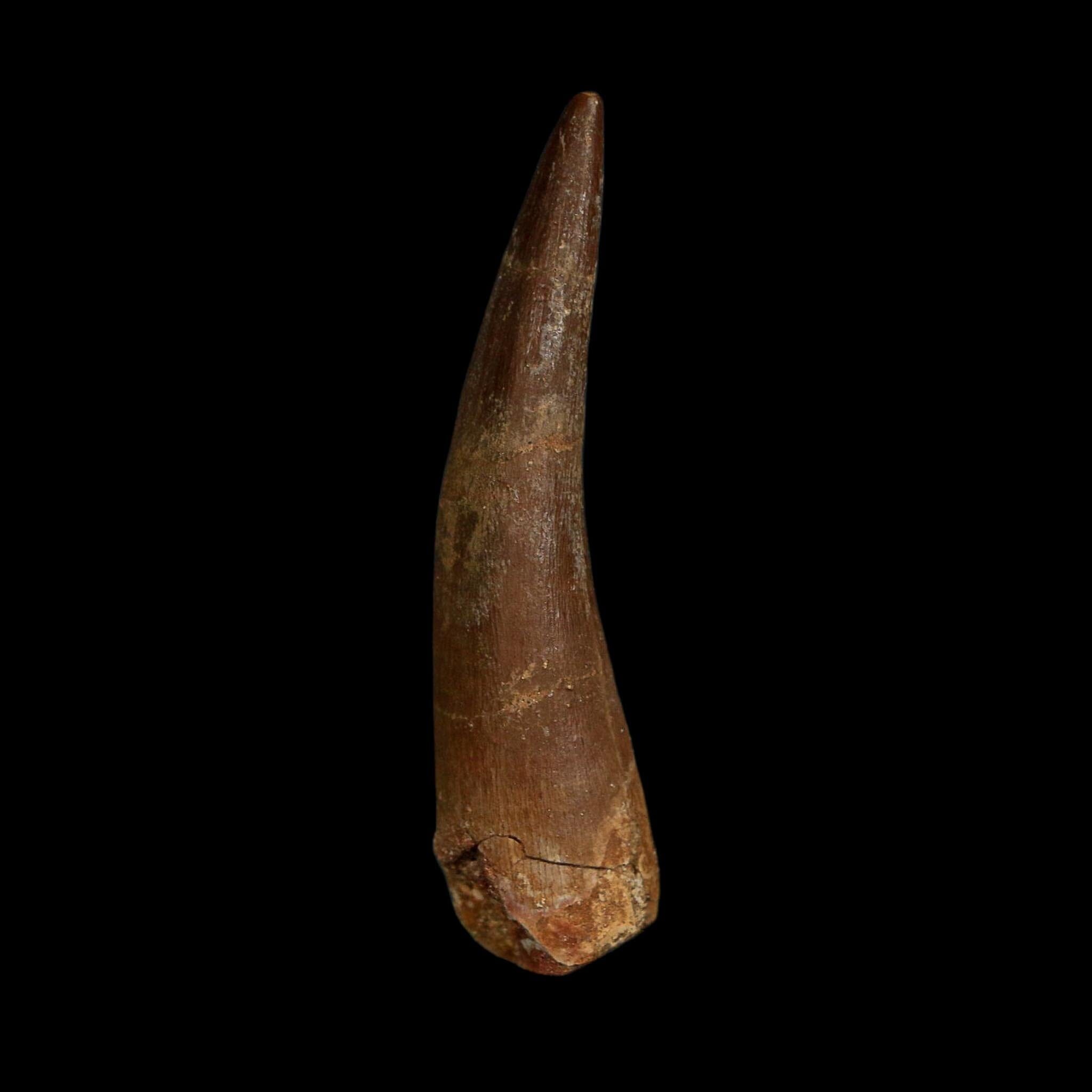 XL 2.4" Plesiosaur Zarafasaura Tooth Fossil Cretaceous Dinosaur Era COA, Stand