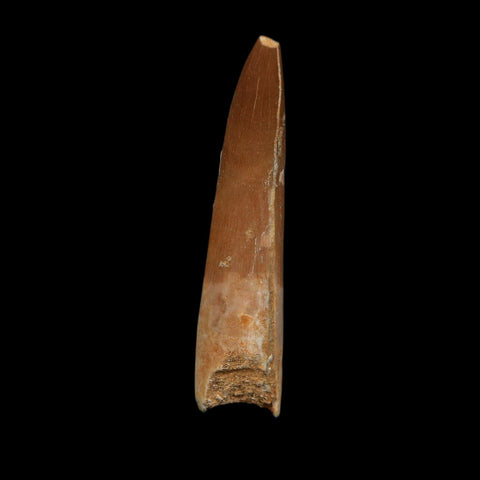 XL 2.1" Plesiosaur Zarafasaura Tooth Fossil Cretaceous Dinosaur Era COA, Stand - Fossil Age Minerals