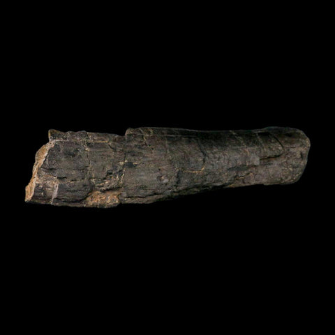 10.8" Camarasaurus Dinosaur Fossil Limb Bone Morrison FM CO Jurassic Age COA Stand - Fossil Age Minerals