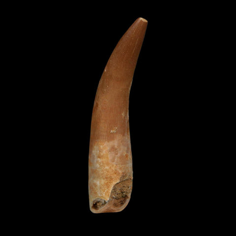 XL 2.1" Plesiosaur Zarafasaura Tooth Fossil Cretaceous Dinosaur Era COA, Stand - Fossil Age Minerals