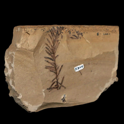 1.9" Detailed Fossil Plant Leafs Metasequoia Dawn Redwood Oligocene Age MT COA - Fossil Age Minerals