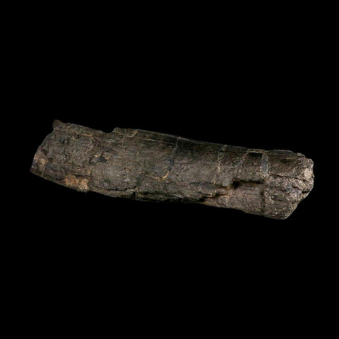 10.8" Camarasaurus Dinosaur Fossil Limb Bone Morrison FM CO Jurassic Age COA Stand - Fossil Age Minerals