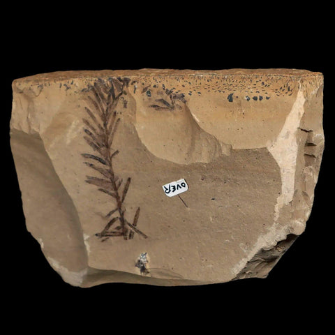 1.9" Detailed Fossil Plant Leafs Metasequoia Dawn Redwood Oligocene Age MT COA - Fossil Age Minerals