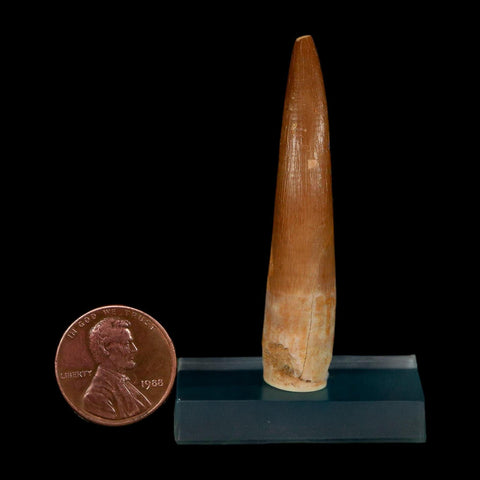 XL 2.1" Plesiosaur Zarafasaura Tooth Fossil Cretaceous Dinosaur Era COA, Stand - Fossil Age Minerals