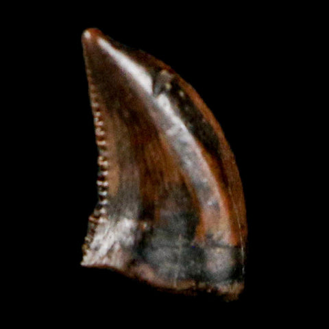 0.2" Pectinodon Troodontid Serrated Tooth Fossil Theropod Dinosaur Cretaceous Age MT