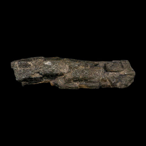 10.8" Camarasaurus Dinosaur Fossil Limb Bone Morrison FM CO Jurassic Age COA Stand - Fossil Age Minerals