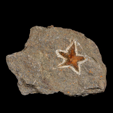 20MM Brittlestar Petraster Starfish Fossil Ordovician Age Blekus Morocco COA