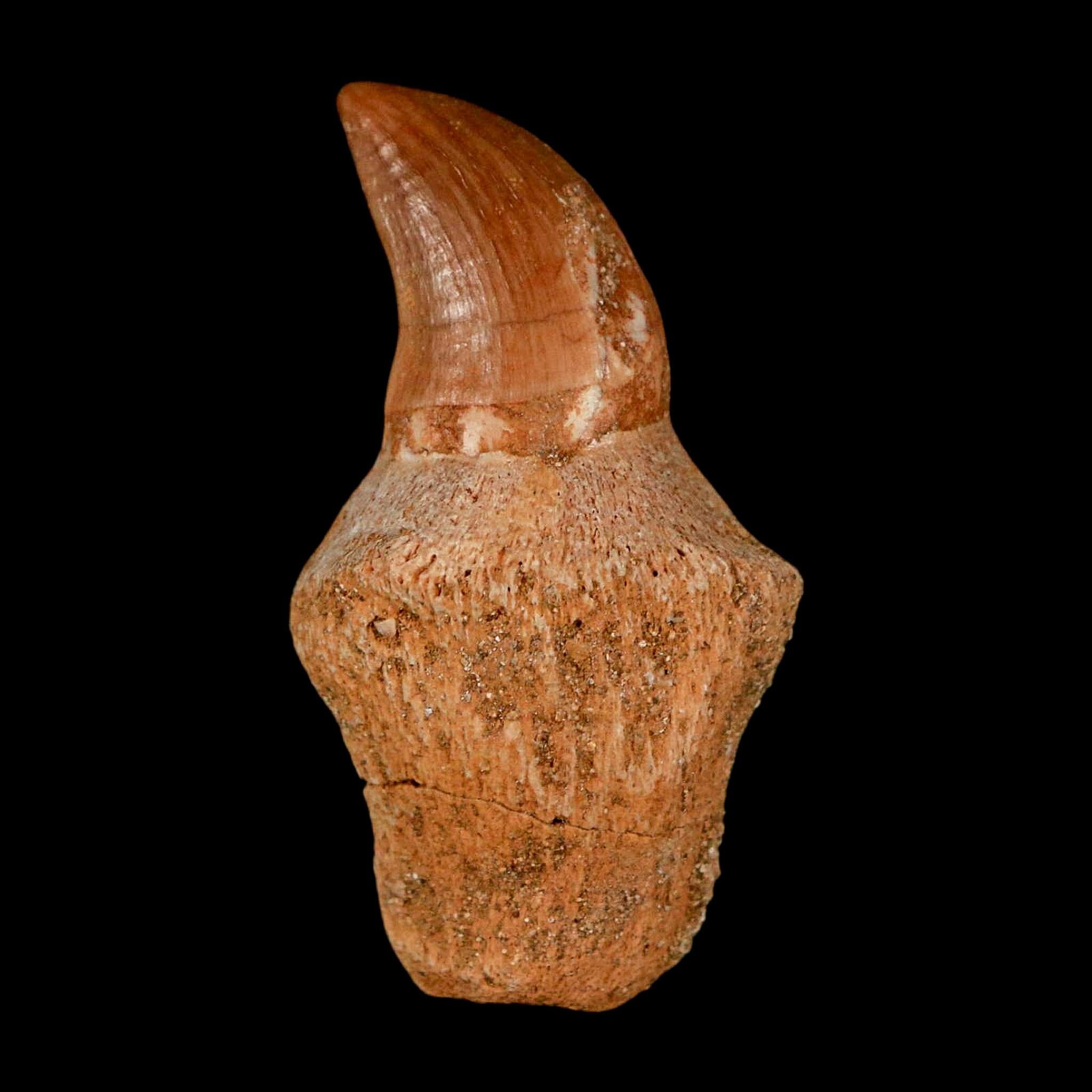 1.6" Halisaurus Walkeri Mosasaur Fossil Tooth Rooted Cretaceous Dinosaur Era COA - Fossil Age Minerals