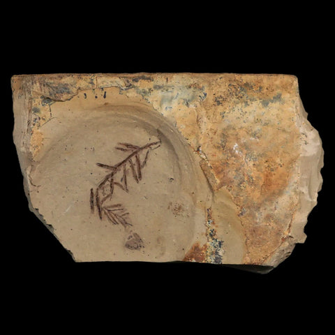 1.9" Detailed Fossil Plant Leafs Metasequoia Dawn Redwood Oligocene Age MT COA - Fossil Age Minerals