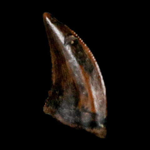 0.2" Pectinodon Troodontid Serrated Tooth Fossil Theropod Dinosaur Cretaceous Age MT