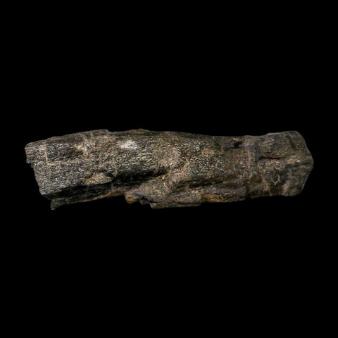 10.8" Camarasaurus Dinosaur Fossil Limb Bone Morrison FM CO Jurassic Age COA Stand - Fossil Age Minerals