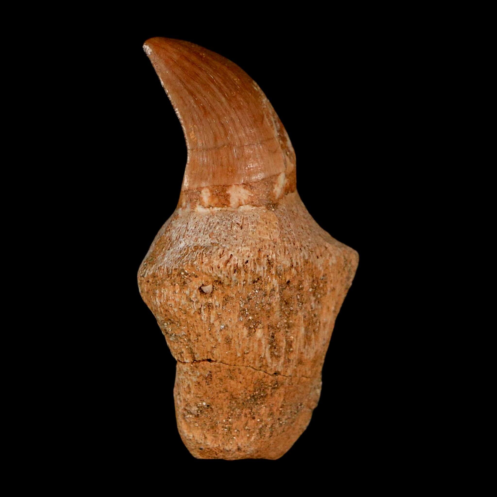 1.6" Halisaurus Walkeri Mosasaur Fossil Tooth Rooted Cretaceous Dinosaur Era COA - Fossil Age Minerals