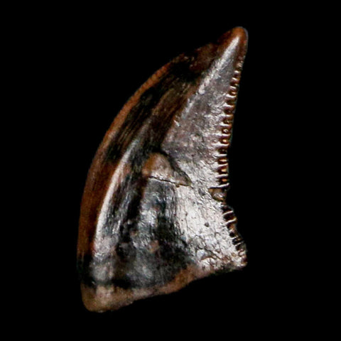 0.2" Pectinodon Troodontid Serrated Tooth Fossil Theropod Dinosaur Cretaceous Age MT