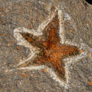 20MM Brittlestar Petraster Starfish Fossil Ordovician Age Blekus Morocco COA