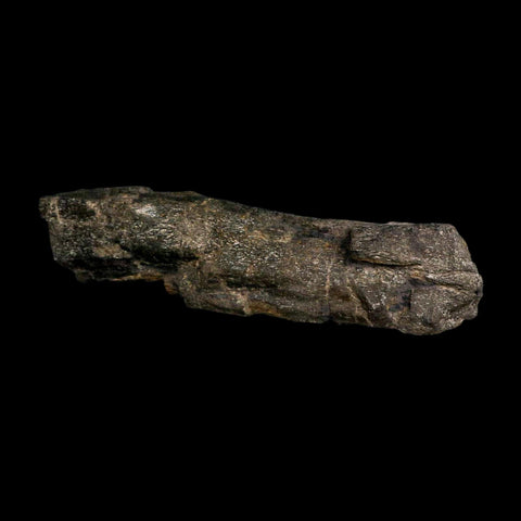 10.8" Camarasaurus Dinosaur Fossil Limb Bone Morrison FM CO Jurassic Age COA Stand - Fossil Age Minerals