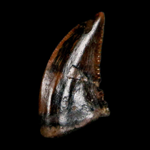 0.2" Pectinodon Troodontid Serrated Tooth Fossil Theropod Dinosaur Cretaceous Age MT