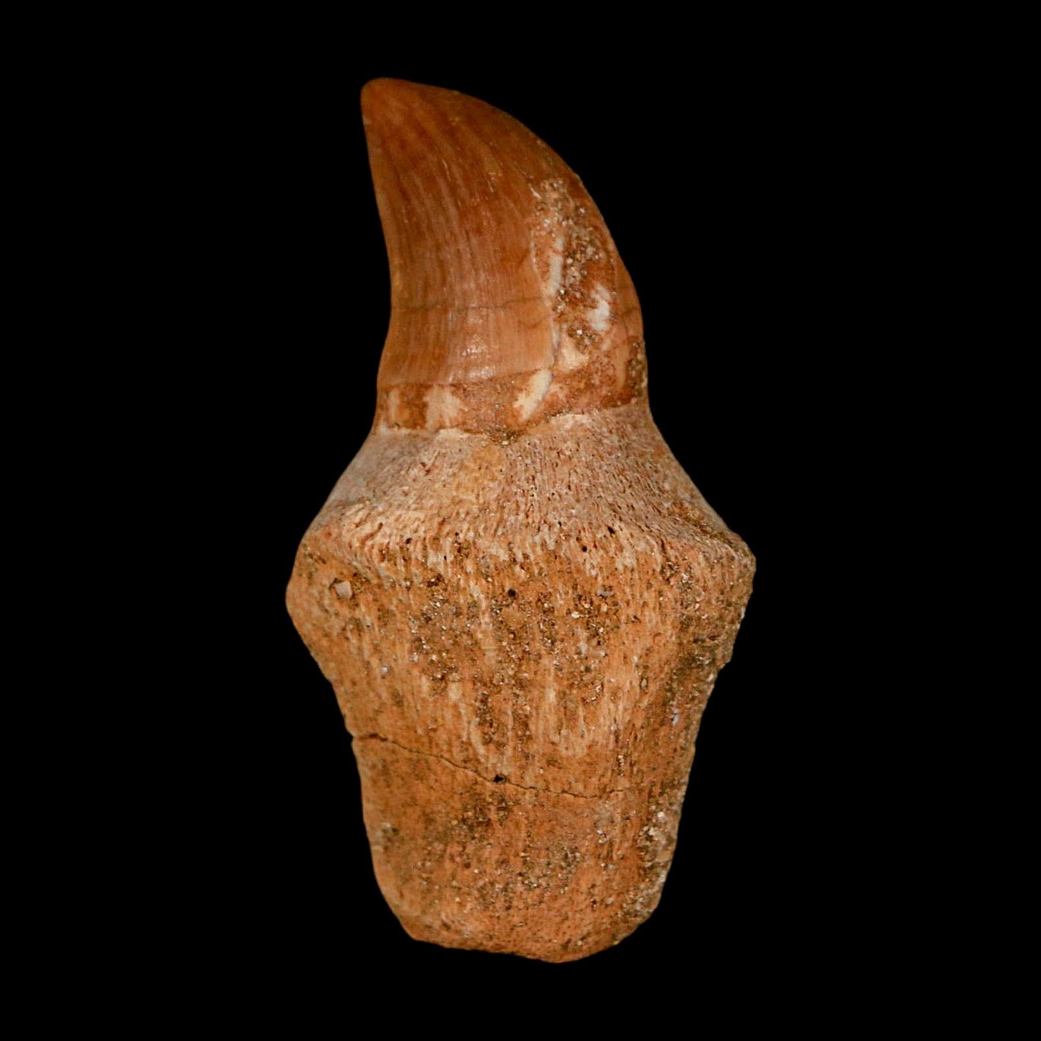 1.6" Halisaurus Walkeri Mosasaur Fossil Tooth Rooted Cretaceous Dinosaur Era COA - Fossil Age Minerals