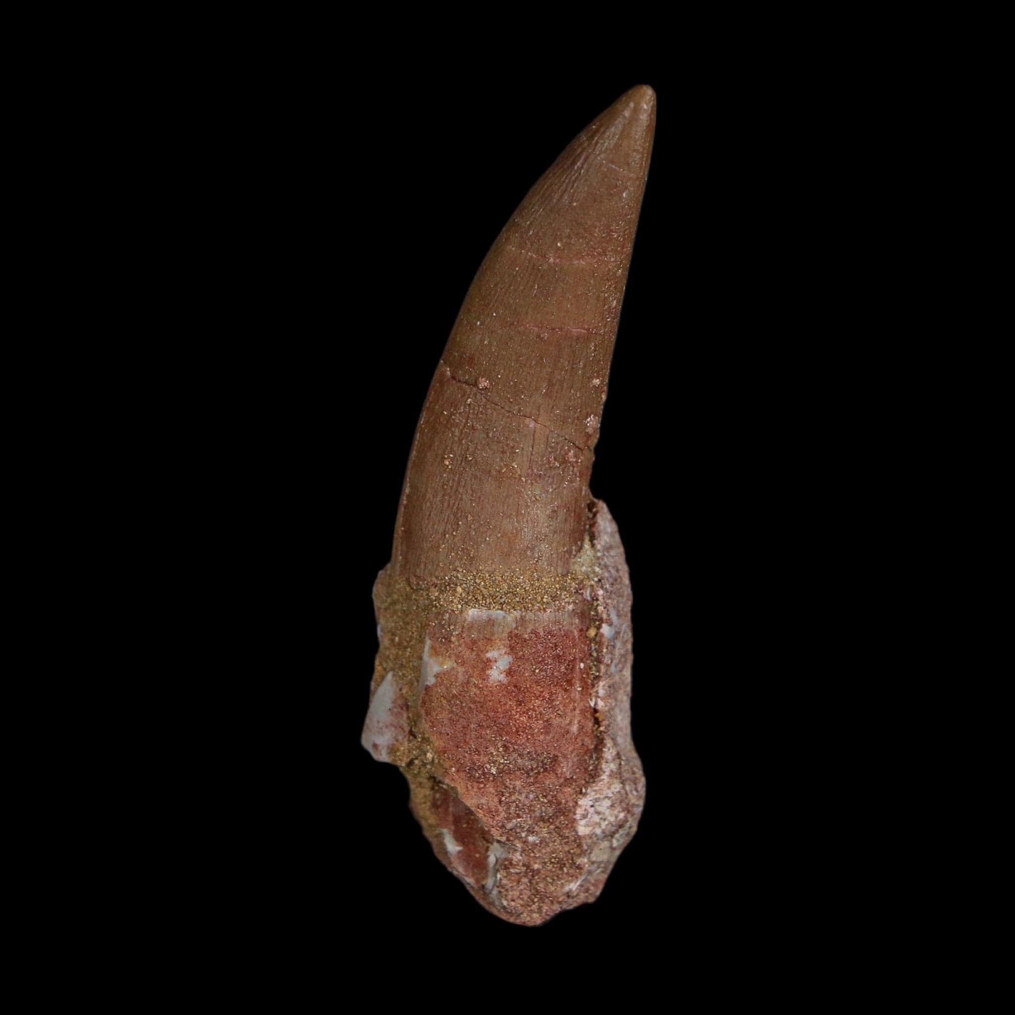 XL 2.3" Plesiosaur Zarafasaura Tooth Fossil Cretaceous Dinosaur Era COA, Stand