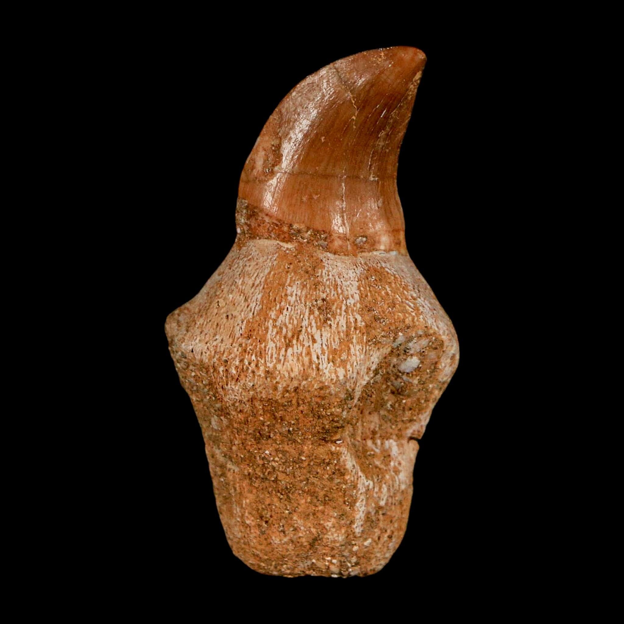 1.6" Halisaurus Walkeri Mosasaur Fossil Tooth Rooted Cretaceous Dinosaur Era COA - Fossil Age Minerals