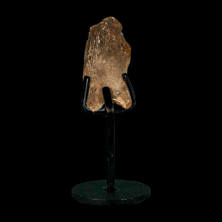 2.4" Hadrosaur Dinosaur Fossil Rib Bone Hell Creek FM MT COA Metal Stand