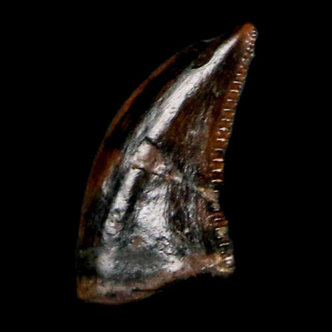 0.2" Pectinodon Troodontid Serrated Tooth Fossil Theropod Dinosaur Cretaceous Age MT