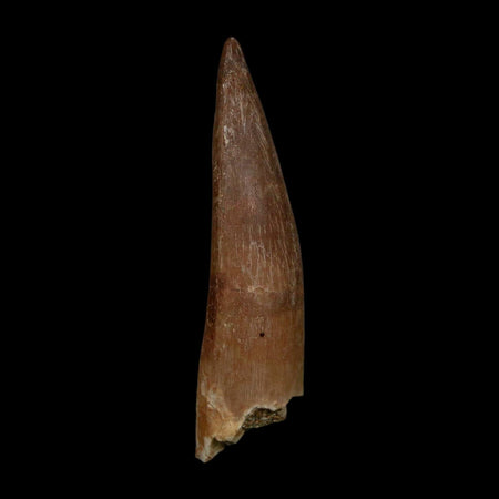 XL 2" Plesiosaur Zarafasaura Tooth Fossil Cretaceous Dinosaur Era COA, Stand