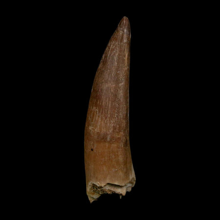 XL 2" Plesiosaur Zarafasaura Tooth Fossil Cretaceous Dinosaur Era COA, Stand