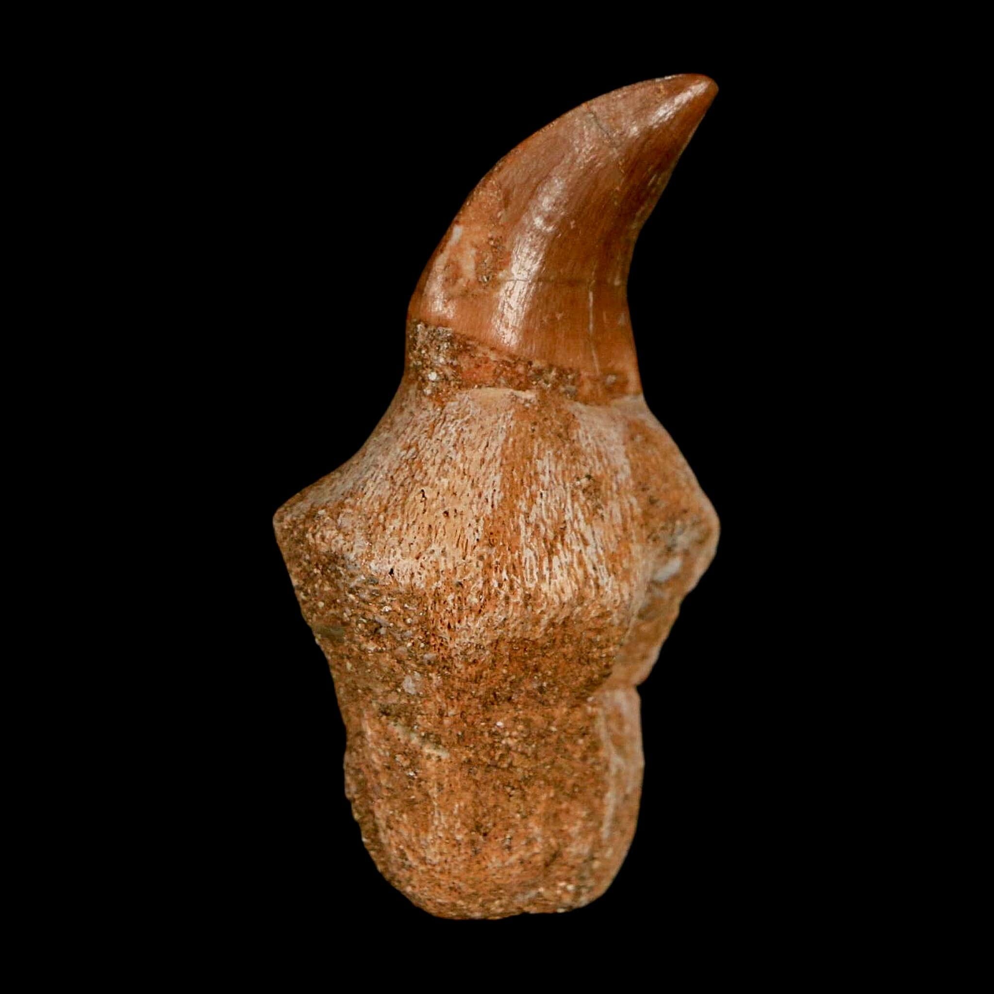 1.6" Halisaurus Walkeri Mosasaur Fossil Tooth Rooted Cretaceous Dinosaur Era COA - Fossil Age Minerals