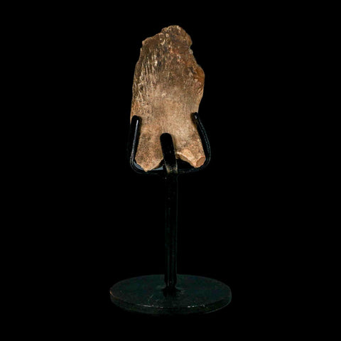 2.4" Hadrosaur Dinosaur Fossil Rib Bone Hell Creek FM MT COA Metal Stand - Fossil Age Minerals