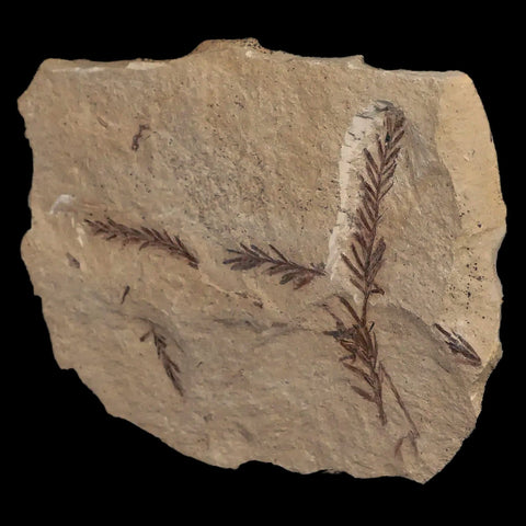 2.5" Detailed Fossil Plant Leafs Metasequoia Dawn Redwood Oligocene Age MT COA - Fossil Age Minerals