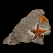 20MM Brittlestar Petraster Starfish Fossil Ordovician Age Blekus Morocco COA