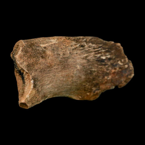 2.4" Hadrosaur Dinosaur Fossil Rib Bone Hell Creek FM MT COA Metal Stand - Fossil Age Minerals