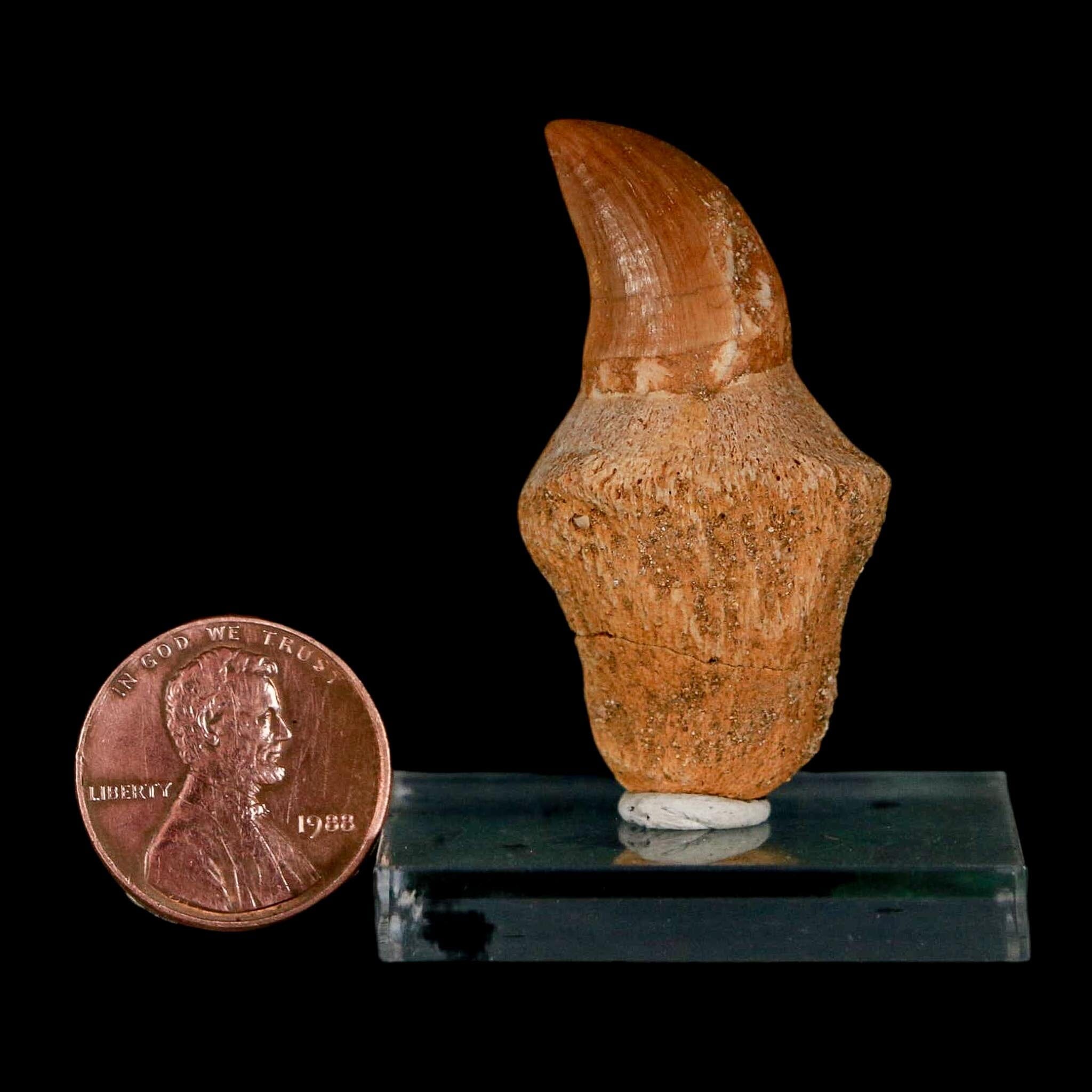 1.6" Halisaurus Walkeri Mosasaur Fossil Tooth Rooted Cretaceous Dinosaur Era COA - Fossil Age Minerals
