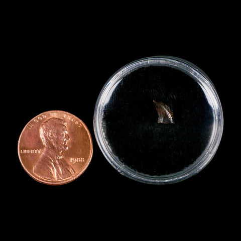 0.2" Pectinodon Troodontid Serrated Tooth Fossil Theropod Dinosaur Cretaceous Age MT