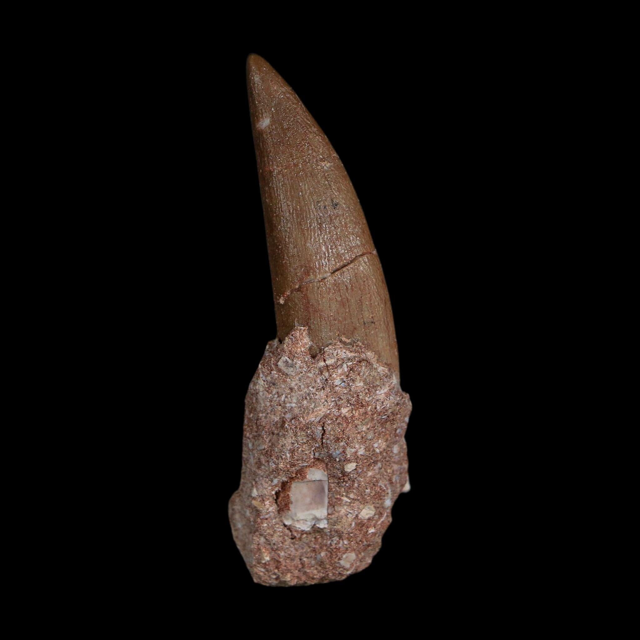 XL 2.3" Plesiosaur Zarafasaura Tooth Fossil Cretaceous Dinosaur Era COA, Stand