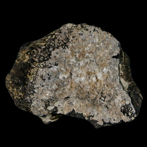 2.2" Stegosaurus Fossil Bone Morrison Formation Wyoming Jurassic Age Dinosaur COA - Fossil Age Minerals