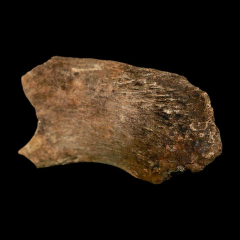 2.4" Hadrosaur Dinosaur Fossil Rib Bone Hell Creek FM MT COA Metal Stand - Fossil Age Minerals
