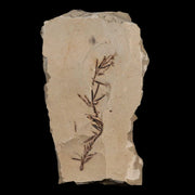 2.6" Detailed Fossil Plant Leafs Metasequoia Dawn Redwood Oligocene Age MT COA