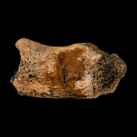 2.4" Hadrosaur Dinosaur Fossil Rib Bone Hell Creek FM MT COA Metal Stand - Fossil Age Minerals